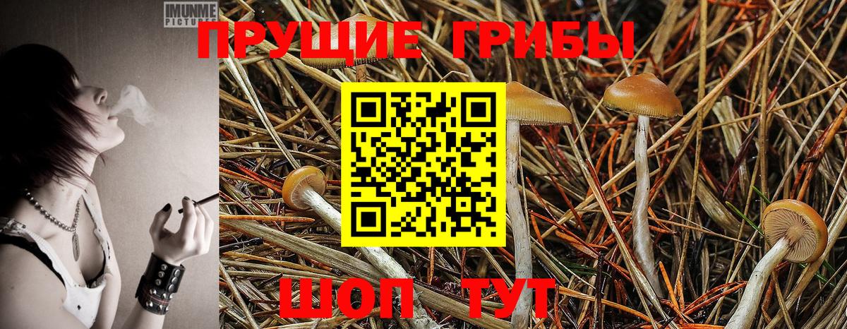 Псилоцибиновые грибы прущие грибы Новозыбков